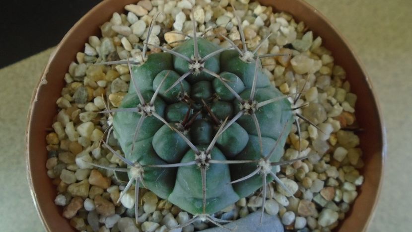 Gymnocalycium ochoterenae ssp. vatteri - Cactusi 2021 Gymnocalycium