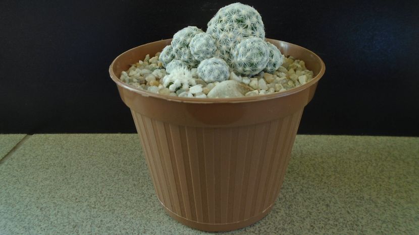 Mammillaria humboldtii & Mammillaria vetula ssp. gracilis cv. Oruga - Cactusi 2021 bis