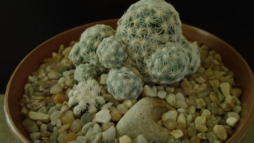 Mammillaria humboldtii & Mammillaria vetula ssp. gracilis cv. Oruga - Cactusi 2021 bis
