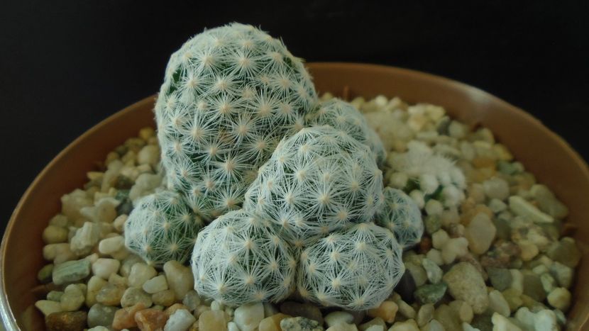 Mammillaria humboldtii & Mammillaria vetula ssp. gracilis cv. Oruga - Cactusi 2021 bis