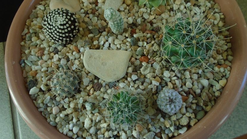Grup de 8 Mammillaria - Cactusi 2021 bis