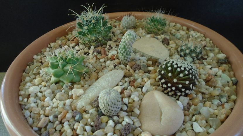 Grup de 8 Mammillaria - Cactusi 2021 bis