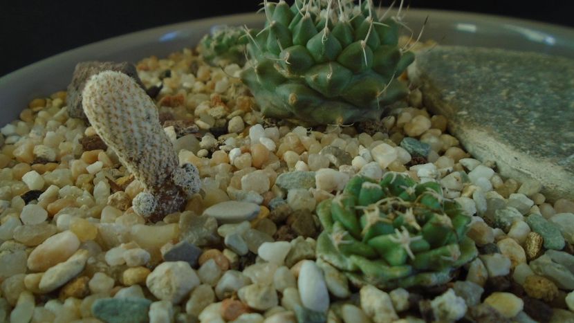 Turbinicarpus heliae, sp. nov. & Turbinicarpus alonsoi - Cactusi 2021 bis