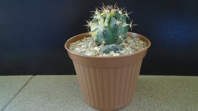 Ferocactus wislizeni variegat - Cactusi 2021 bis