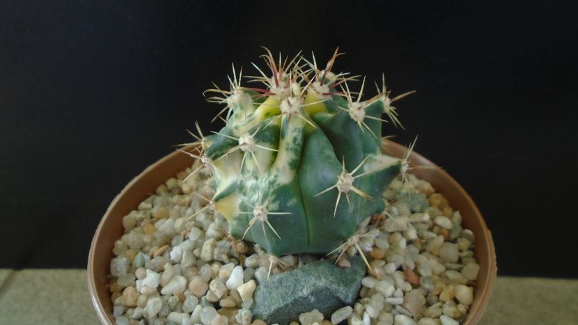 Ferocactus wislizeni variegat - Cactusi 2021 bis