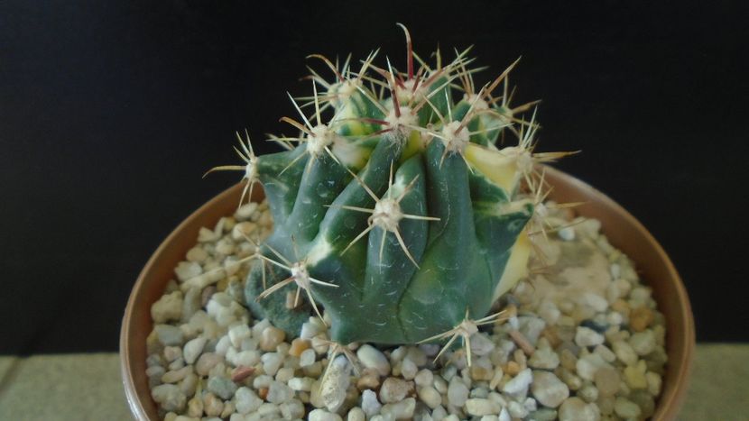 Ferocactus wislizeni variegat - Cactusi 2021 bis
