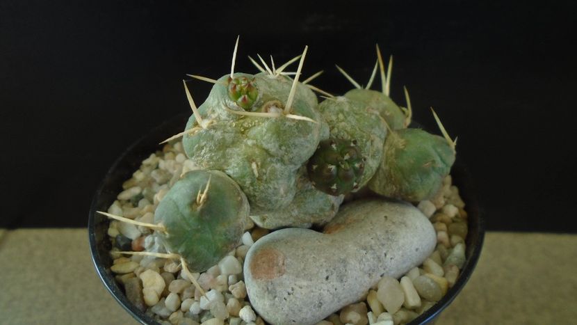 Cumulopuntia rossiana - Cactusi 2021 bis