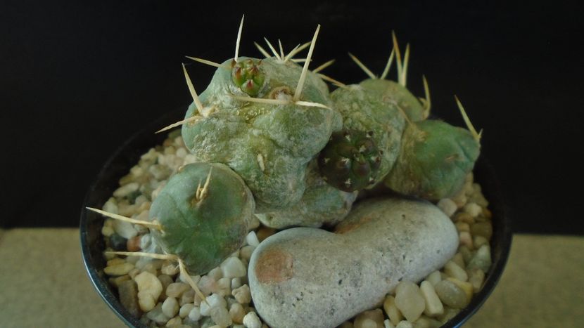 Cumulopuntia rossiana - Cactusi 2021 bis