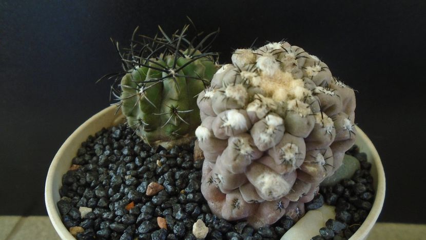 Eriosyce (Thelocephala) odieri (Neochilenia reichei) & Eriosyce taltalensis ssp. paucicostata - Cactusi 2021 bis