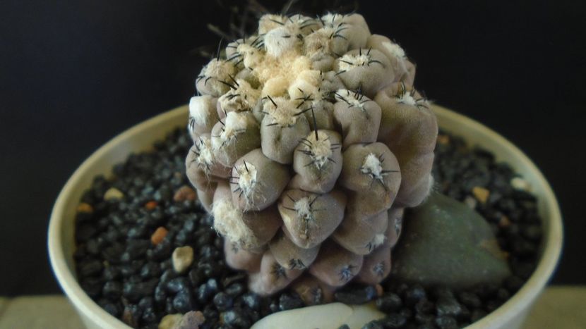 Eriosyce (Thelocephala) odieri (Neochilenia reichei) - Cactusi 2021 bis