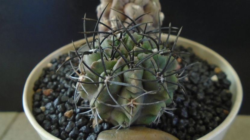 Eriosyce taltalensis ssp. paucicostata - Cactusi 2021 bis