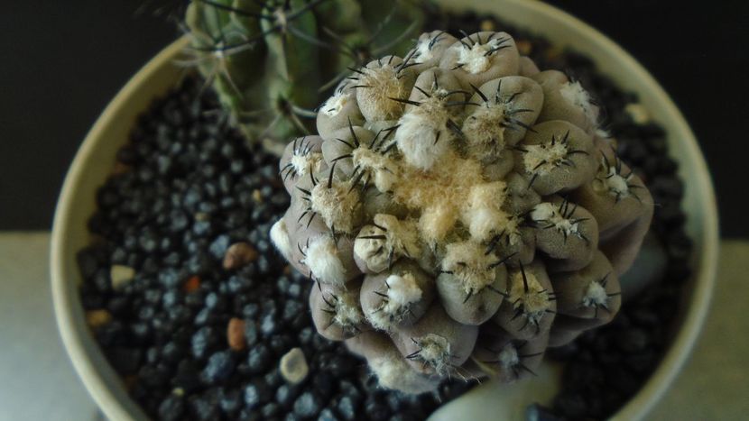 Eriosyce (Thelocephala) odieri (Neochilenia reichei) - Cactusi 2021 bis