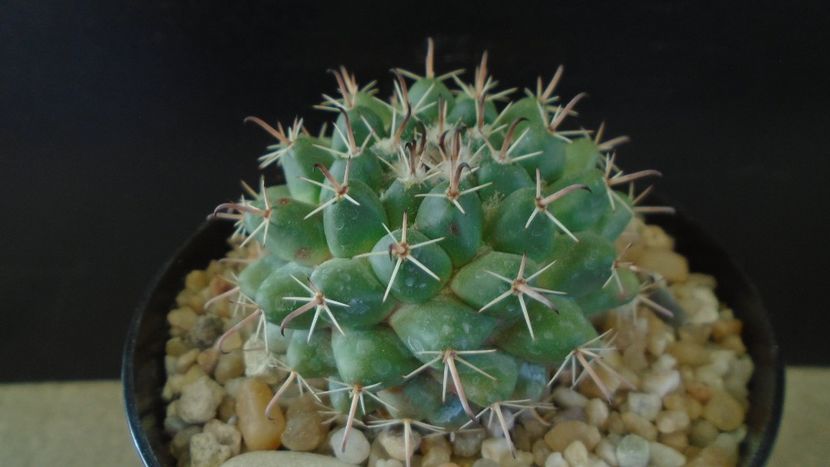 Mammillaria uncinata, SB 316 La Blanca, Zacatecas, Mx - Cactusi 2021 bis