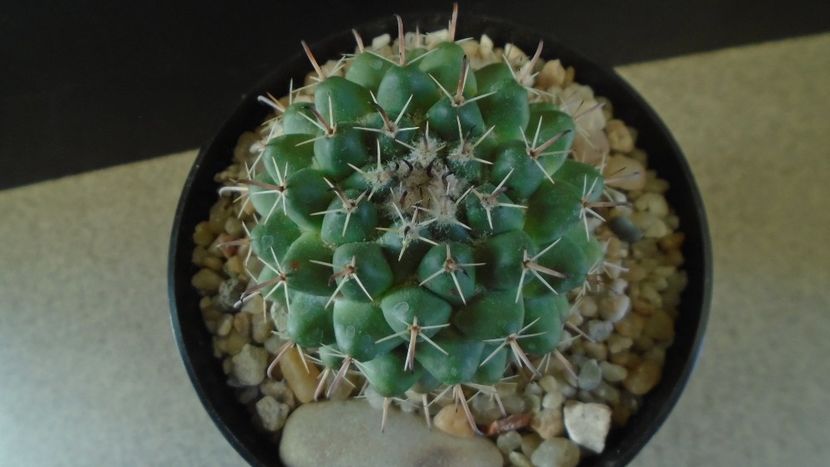 Mammillaria uncinata, SB 316 La Blanca, Zacatecas, Mx - Cactusi 2021 bis