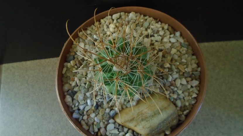 Parodia aureicentra v. rauschii (Brazilia, Argentina) - Cactusi 2021 bis