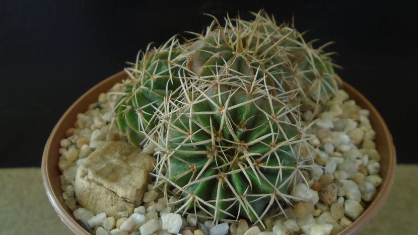 Parodia (Notocactus) sellowii (Brazilia, Argentina) - Cactusi 2021 bis