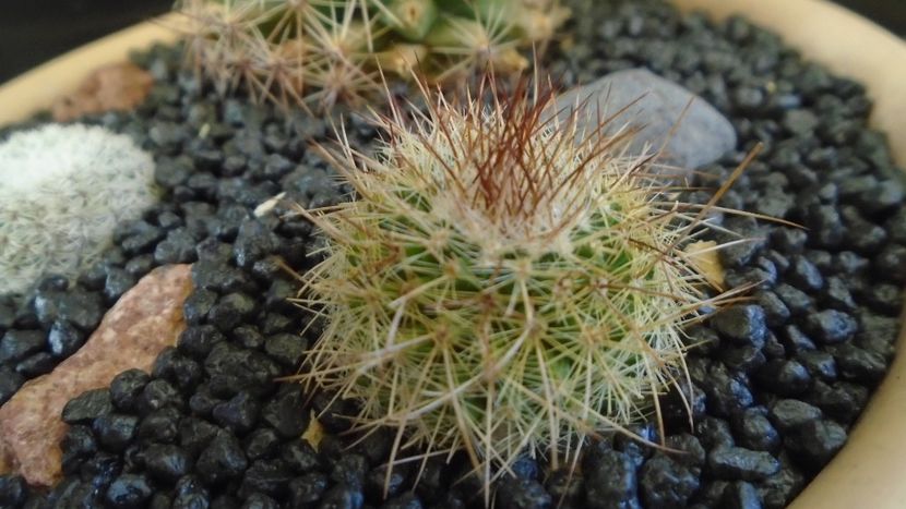 Mammillaria varieaculeata, ML195 El Campanario, Calipan, Puebla, Mx - Cactusi 2021 bis