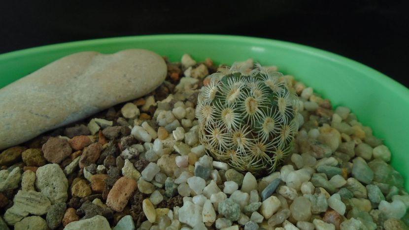 Mammillaria saboae ssp. goldii - Cactusi 2021 bis