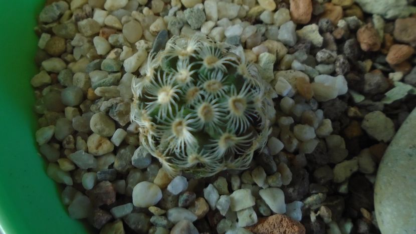 Mammillaria saboae ssp. goldii - Cactusi 2021 bis