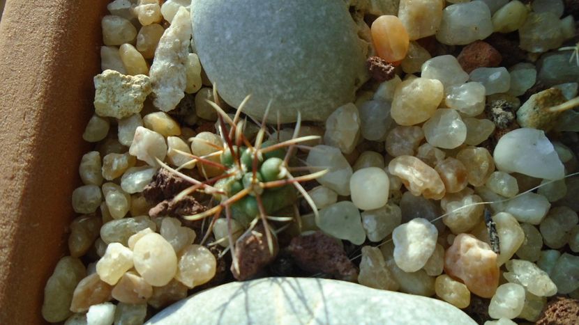 Coryphantha kracikii - Cactusi 2021 bis