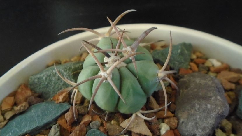 Echinocactus horizonthalonius, West of Texas, USA - Cactusi 2021 bis