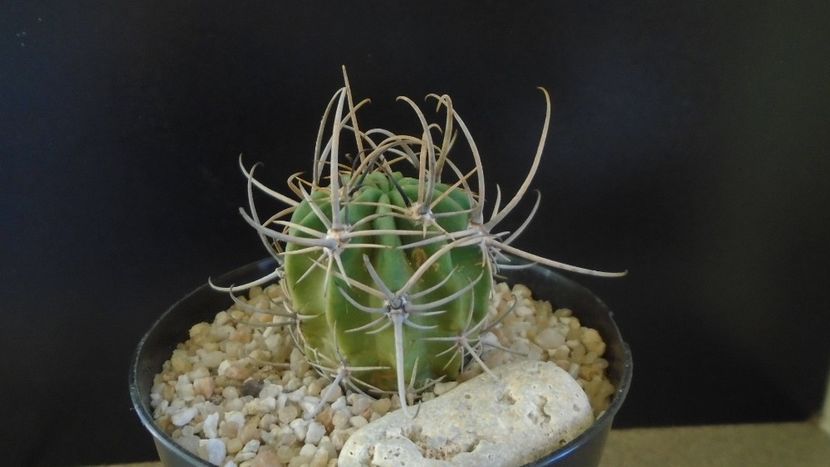 Lobivia (Echinopsis) ferox - Cactusi 2021 bis
