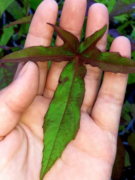  - Răsaduri hibiscus Moscheutos din semințe