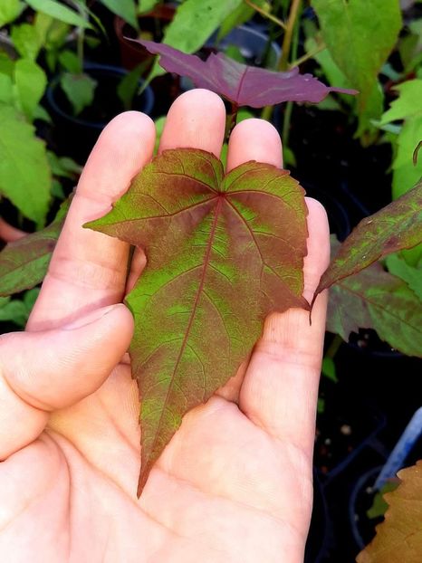  - Răsaduri hibiscus Moscheutos din semințe