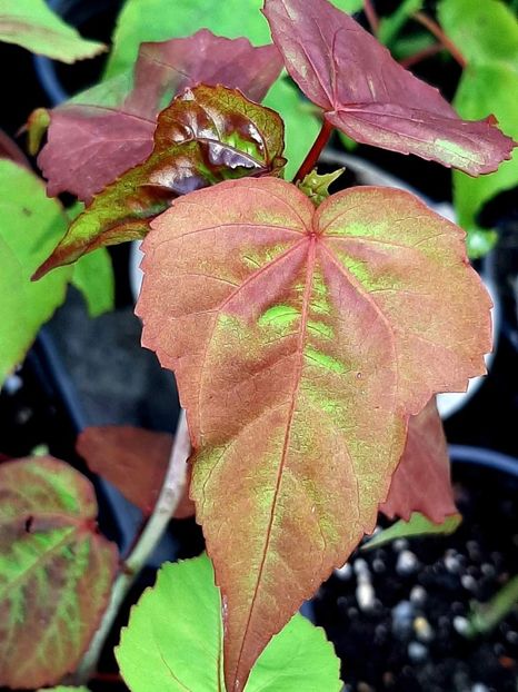  - Răsaduri hibiscus Moscheutos din semințe