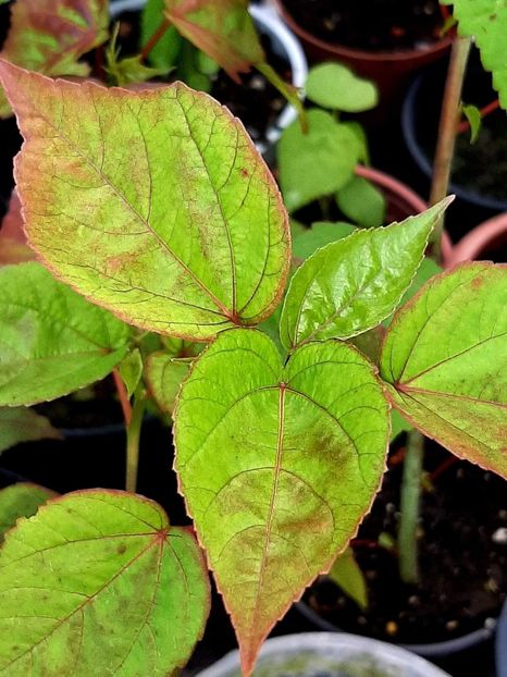  - Răsaduri hibiscus Moscheutos din semințe