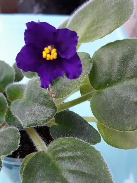  - EK Magnitania Anomalia