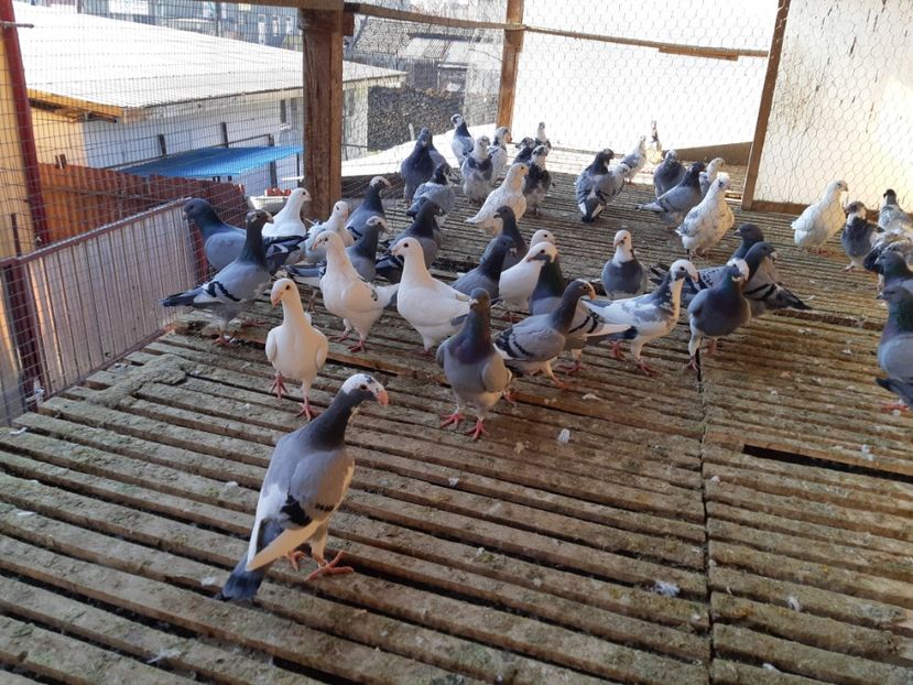  - PORUMBEI DE VANZARE