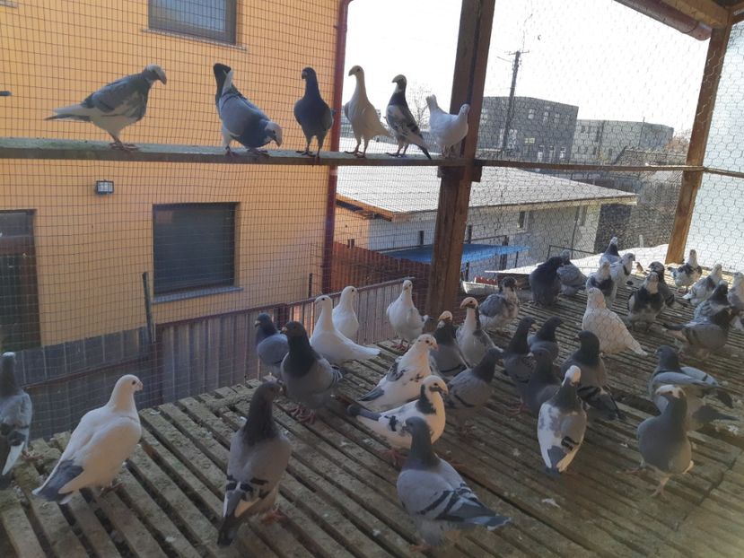  - PORUMBEI DE VANZARE