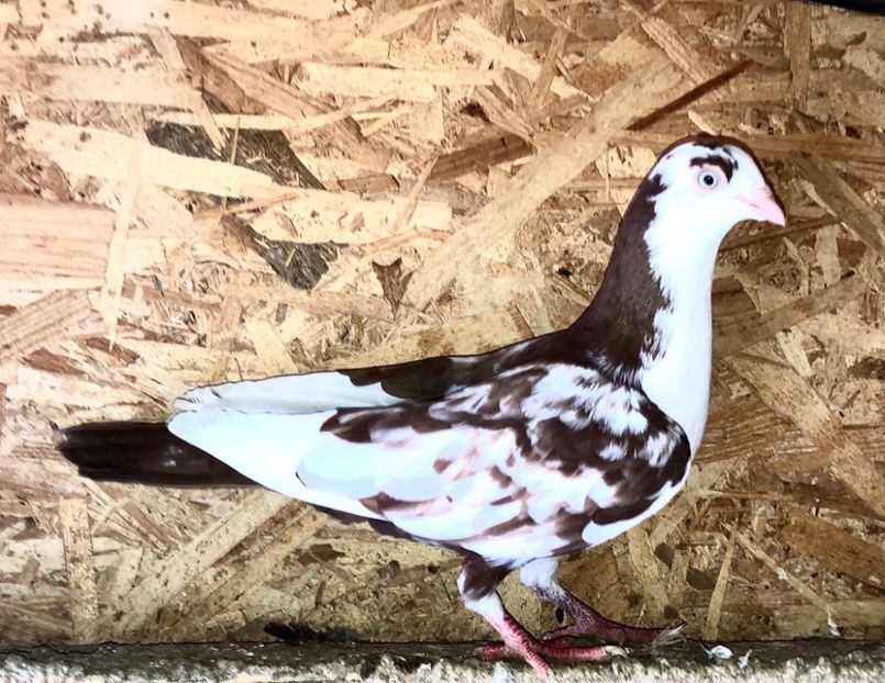 femelă  2021 - Plecați ALBUM 3