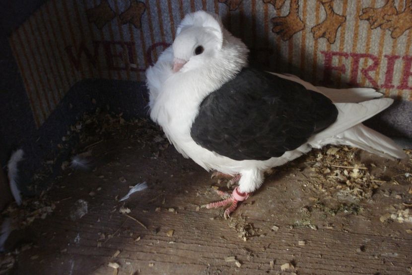 f 010-20 mb dej - plecati