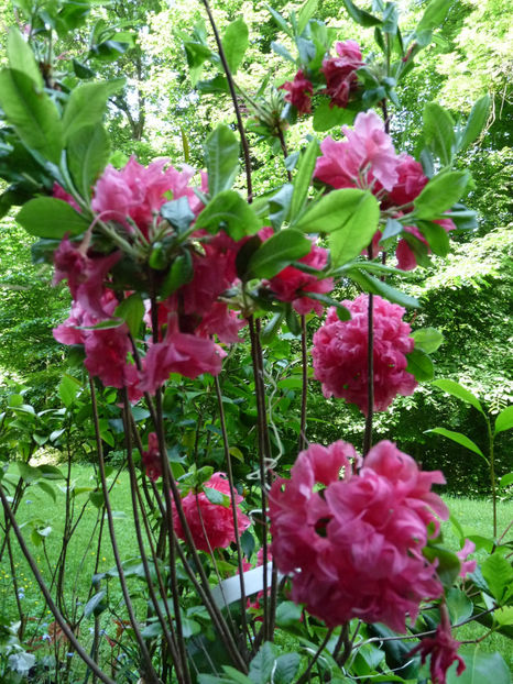  - Azalee si Rhododendroni