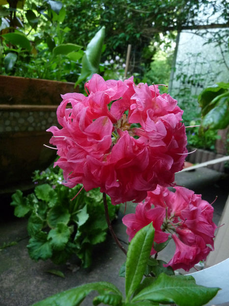  - Azalee si Rhododendroni