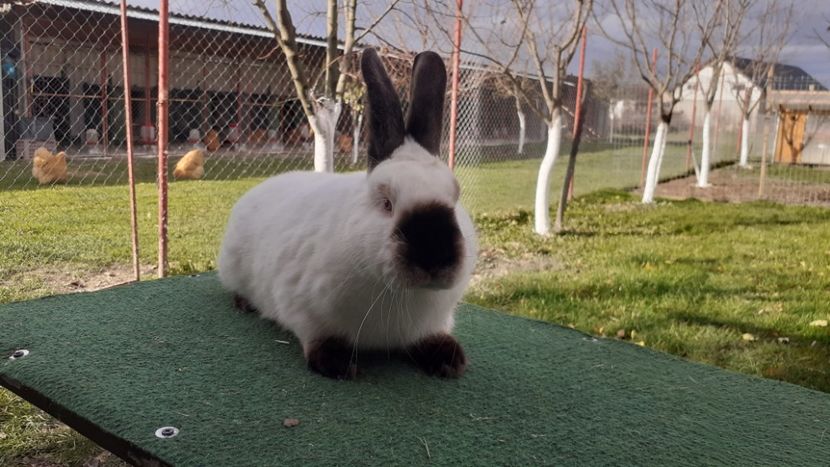 15 . 11. 2021. - A-IEPURI CALIFORNIENI