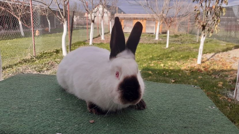  - A-IEPURI CALIFORNIENI