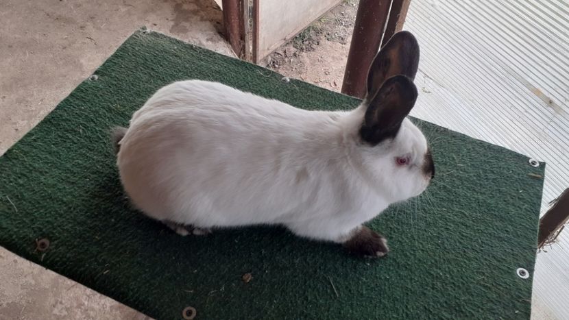  - A-IEPURI CALIFORNIENI