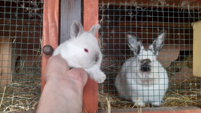  - A-IEPURI CALIFORNIENI