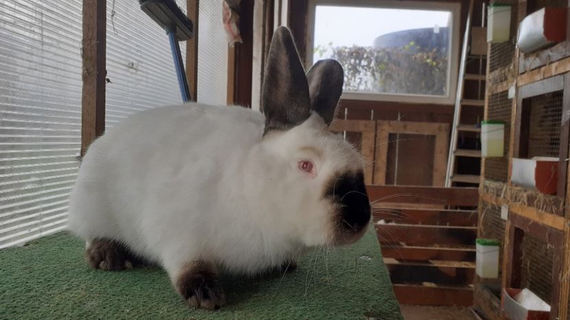  - A-IEPURI CALIFORNIENI