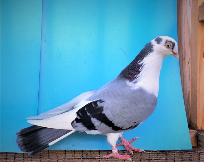 12531  mascul  2021 - B - perechi 2022