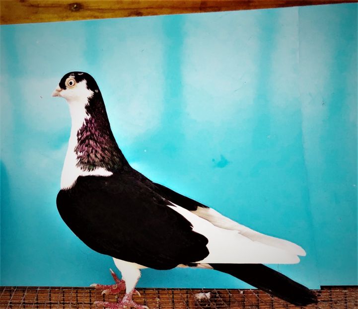 12219  mascul  2021 - B - perechi 2022