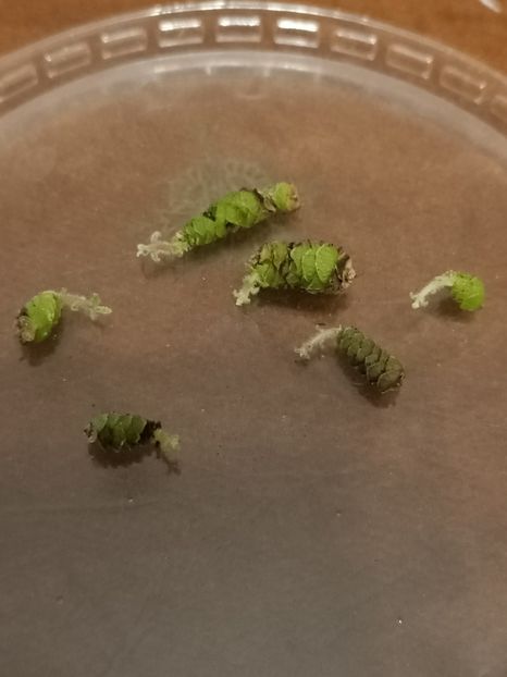 Buruiana mea :) - 1 Gaby