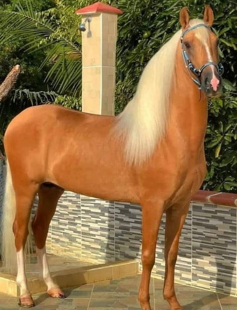  - Cai animale nobile
