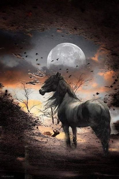  - Cai animale nobile
