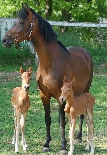  - Cai animale nobile