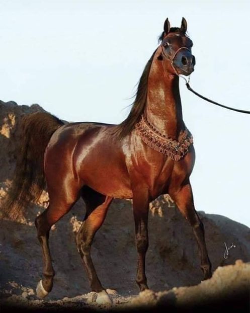  - Cai animale nobile