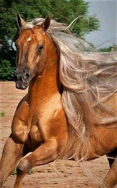  - Cai animale nobile